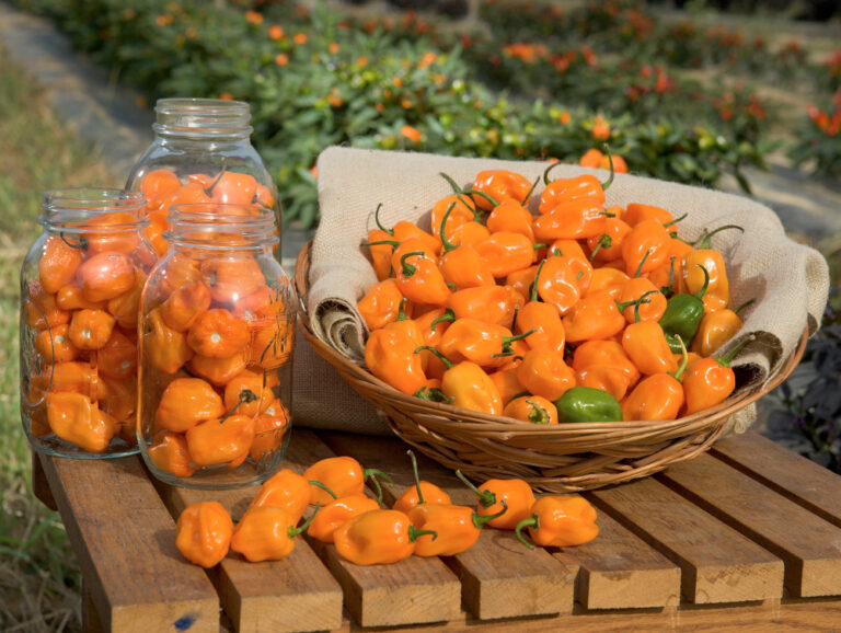 Chile habanero de Yucatán Chile Habanero de México